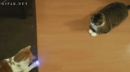 Bored Cat? Turn On Instant Playtime — Hands-Free.