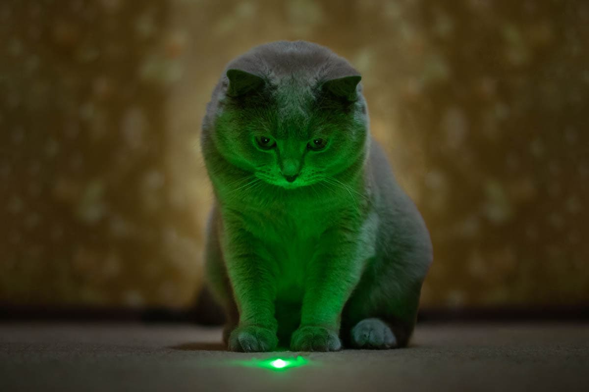 Bored Cat? Turn On Instant Playtime — Hands-Free.