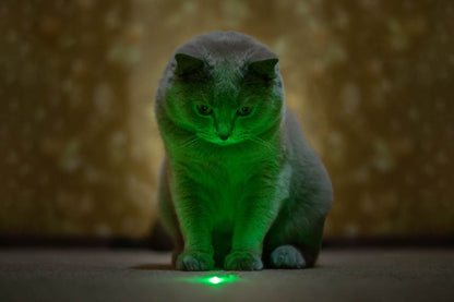 Bored Cat? Turn On Instant Playtime — Hands-Free.